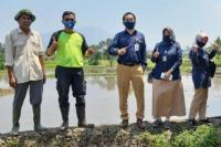 Kostratani Pandeglang Dorong Petani Lakukan Percepatan Tanam Padi Varietas Mekongga