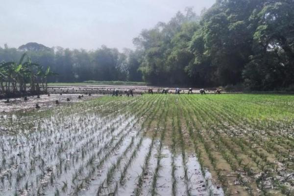 Dampak curah hujan yang ekstrem pada hasil panen padi sebanding dengan panas yang ekstrem.