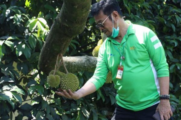  Buah durian merupakan buah unggulan Indonesia yang memiliki pangsa pasar lokal dan internasional. 