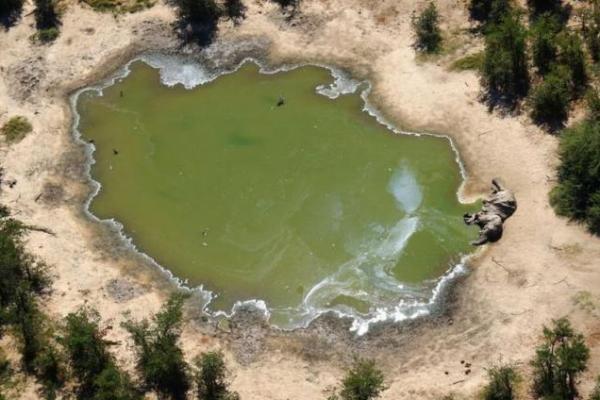 Racun dalam air yang dihasilkan oleh cyanobacteria membunuh lebih dari 300 gajah di Botswana tahun ini.