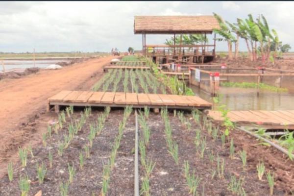Kunci meningkatkan produksi pertanian termasuk di food estate ialah ketersediaan air, benih berkualitas, dan pupuk yang tepat.