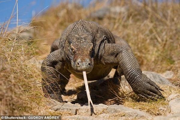 Peneliti di Australia menemukan kemungkinan bahwa kadal raksasa tersebut akan punah di tiga pulau (Gili Dasami, Gili Montang dan Flores) pada tahun 2050