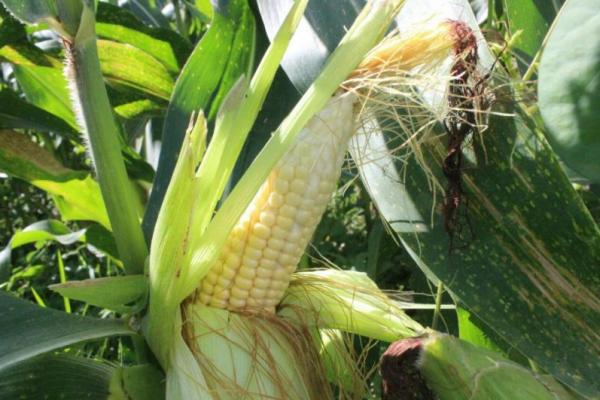 Lapas dan Rutan merupakan tempat yang strategis untuk melakukan penanaman jagung dan ke depan dapat dilakukan penanaman dengan komoditas yang lainnya (tanaman sela).