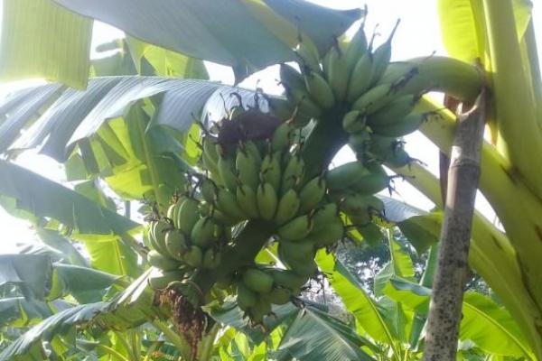 Varietas pisang mas ini ditetapkan sebagai varietas unggul nasional berdasarkan SK Menteri Pertanian nomor: 516/2005.