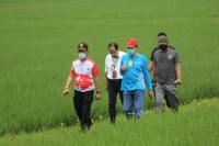 Kemenkeu: Sektor Pertanian Pahlawan Perekonomian di Tengah Pandemi