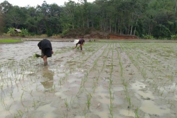 Penyuluh Pertanian BPP Batang Asai, Damroh mengatakan tanam perdana kali ini cukup luas dan menggunakan system tanam padi jajar legowo.