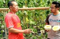 Pakde Aris dari Cawas Sulap Bukit Gersang Jadi Greenhouse Buah Melon