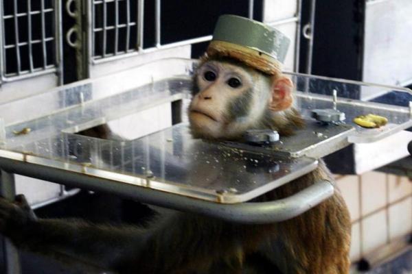 vaksin virus corona yang dikembangkan Iran berhasil diuji pada monyet