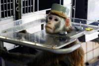 Vaksin Covid-19 Iran Berhasil pada Monyet