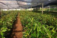 Durian Kromo Banyumas akan Tumbuh Besar di Kalimantan Tengah