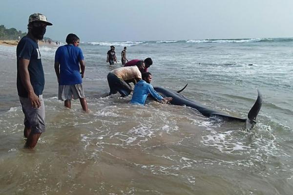 Otoritas Perlindungan Lingkungan Laut (MEPA) Sri Lanka mengonfirmasi bahwa Panadura melihat kumpulan paus terbesar yang terdampar di negara Asia Selatan.