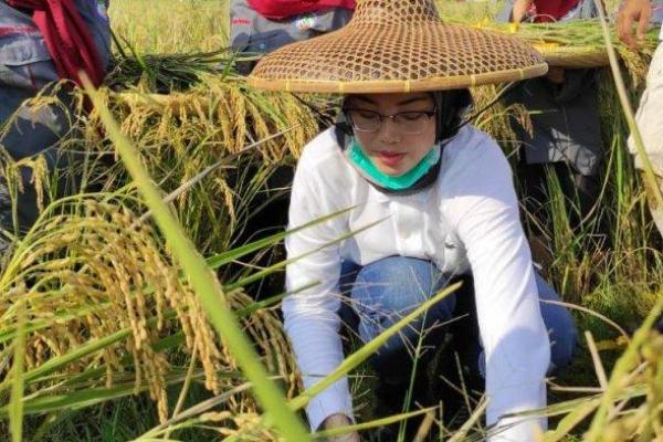 Dinas Pangan dan Pertanian (Dispangtan) Purwakarta setempat juga terus mendorong semangat para petani dalam menanam padi dengan menggelorakan slogan bahwa di Purwakarta setiap hari ada tanam dan setiap hari ada panen.
