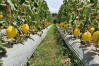 Ada Agrowisata Melon Golden di Kampung Buah Jangkung Cilegon