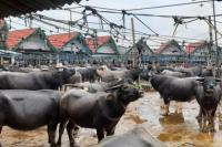 Mentan Syahrul Terpesona Pasar Hewan Bolu di Tana Toraja