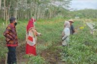Gubernur Kalteng: Keberlanjutan Food Estate Memperkuat Pangan Indonesia