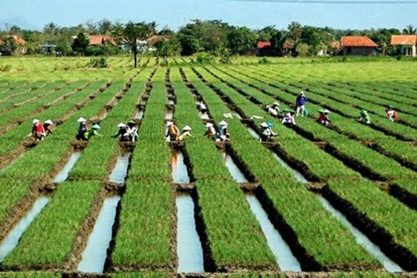 Salah satu unsur yang memakan banyak biaya dalam budidaya bawang merah yaitu pengadaan umbi sebagai sumber benih.