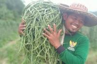 Kisah Roni, Petani Binaan Baznas yang Panen 127 Kg Kacang Panjang dalam Sehari