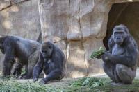 Delapan Gorilla di Kebun Binatang San Diego Positif Covid-19
