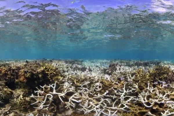 Kondisi ini menimbulkan ancaman parah bagi ekosistem bawah laut di negara kepulauan tersebut.