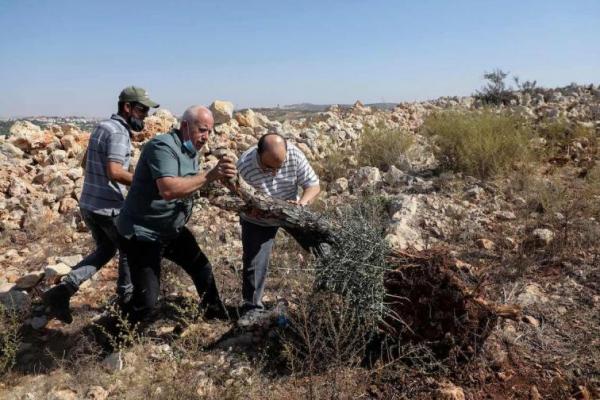 Buldoser militer Israel menghancurkan dua hektar lahan pertanian dan puluhan pohon zaitun di kota Hebron, Tepi Barat.