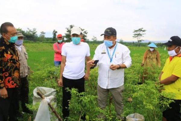 Kabupaten Probolinggo memiliki ketentuan lahan tanam untuk dikembangkan bawang putih.