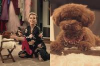 Katy Perry Memicu Pertengkaran Massal Setelah `Memaksa` Anjingnya Menjadi Vegetarian