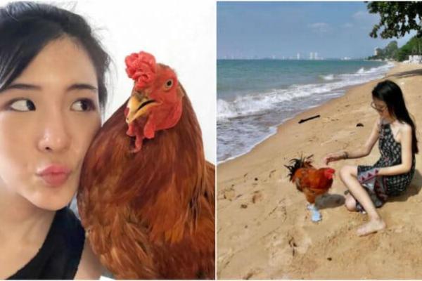 Gadis cantik asal Thailand yang bernama Jajah Veganerie kini memiliki hewan peliharaan seekor ayam jantan.