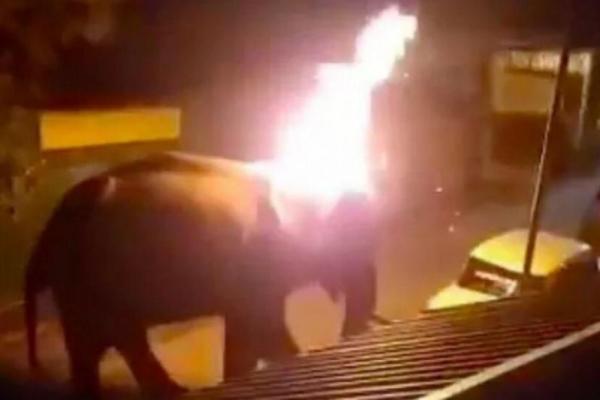 Para pelaku mencoba mengusir gajah di tengah jalan dengan melempar kain terbakar.