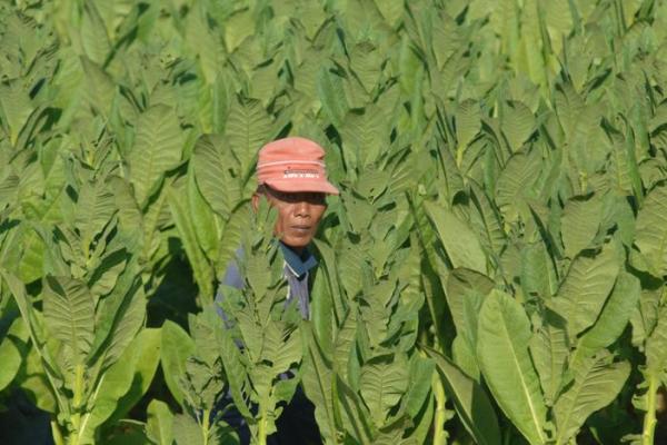 Kuntoro Boga Andri mengatakan, fenomena konsistensi kenaikan NTP dan NTUP merupakan sebuah indikator bahwa kesejahteraan petani mulai membaik.