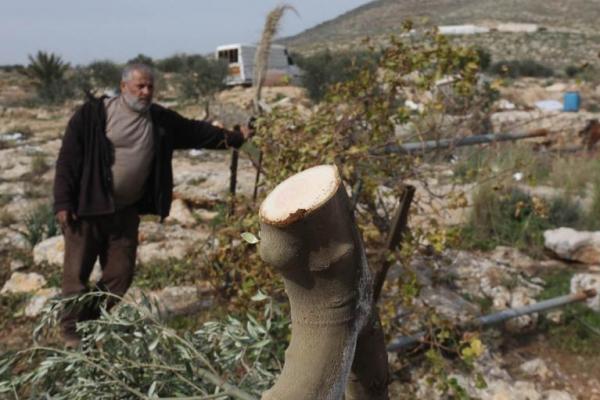 Tentara Israel merusak cagar alam dengan menumbangkan setidaknya 10.000 pohon dalam kampanye militer di Tepi Barat utara