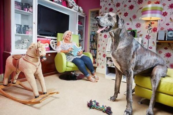 Freddy, seekor anjing jenis Great Dane yang dikenal sebagai anjing tertinggi di dunia, telah meninggal dunia