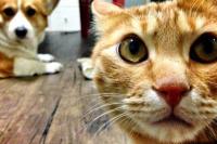 Korea Selatan Meluncurkan Tes Covid untuk Kucing dan Anjing Peliharaan