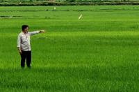 Pemerintah Diminta Evaluasi Lagi Program Food Estate