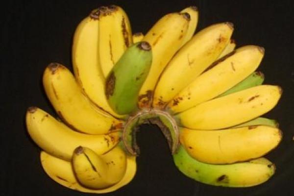 Beberapa pisang kultivar unggul dari Balitbu Tropika antara lain Kepok Tanjung dan INA-03. Keduanya disebut memiliki sifat toleran terhadap penyakit.