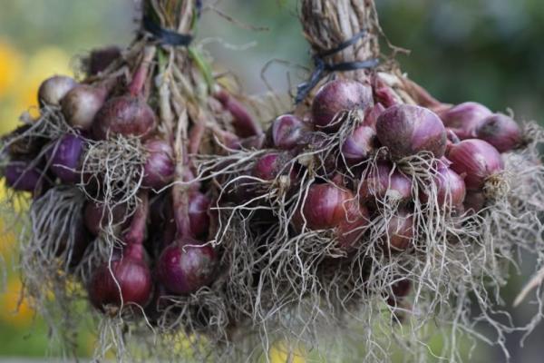 Kawasan budidaya hortikultura seluas 215 di Desa Ria Ria Kecamatan Pollung Kabupaten Humbang Hasundutan tersebut akan dilakukan panen secara selektif sesuai umur tanamnya.