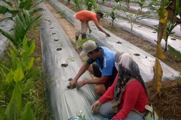 Sarolangun Kembang Fokuskan Program Unggulan Pada Sektor Pertanian