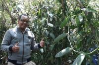 Punya Nilai Jual Tinggi, Petani Salatiga Kembali Lirik Tanam Vanilli