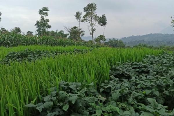 Sektor pertanian itu tidak bisa dipisahkan dari penopang ekonomi nasional.