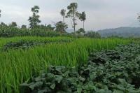 Dekan UGM: Pertanian Penyumbang PDB, Penyerap Tenaga Kerja dan Penghasil Devisa