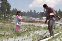 Petani Food Estate: Tim Kementan Gigih Berjuang Bersama Kami