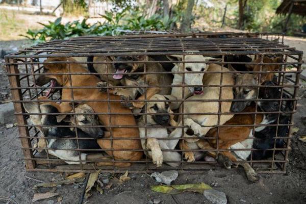 Kami saat ini sedang mempersiapkan tempat di luar lokasi di mana anjing-anjing itu akan aman dan dirawat sampai kami menemukan rumah baru untuk mereka.