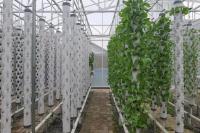 Kementan Dukung Budidaya Sayur Hidroponik di Cirebon sebagai Solusi Pertanian Lahan Sempit