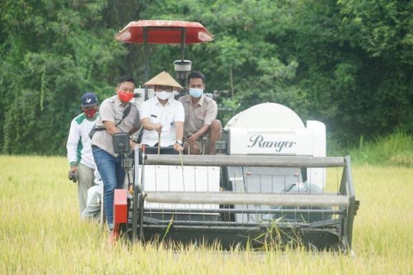 Ketua Poktan Sejahtera Gading Timur, Irfan, menjelaskan, sejak tanam padi, semua anggotanya telah menggunakan rice transplanter hingga pelaksanaan panen menggunakan mesin panen combine harvester.