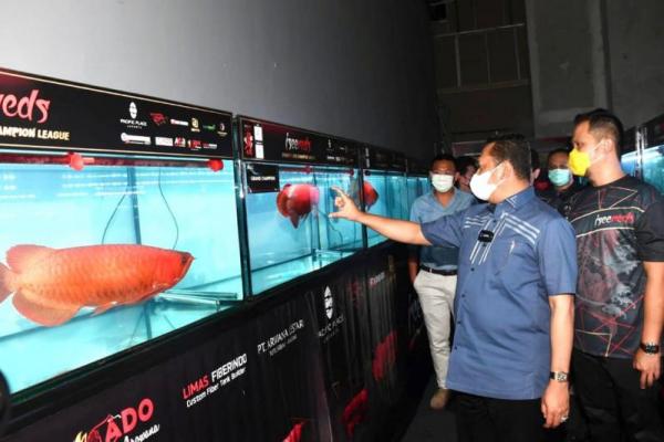 Salah satu komoditas ekspor ikan hias yang paling menjanjikan dan memberikan kontribusi terbesar pada devisa negara sektor non-migas adalah ikan Arwana Super Red.