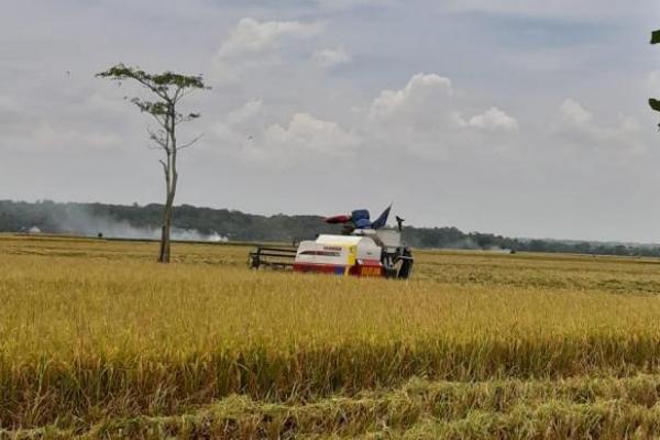 Salah satu benih yang sedang berkembang dan banyak dicari petani yakni benih padi super genjah