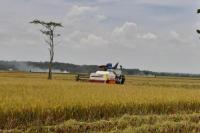 Panen Raya di Tujuh Kecamatan Kabupaten Tanjung Jabung Timur Jambi