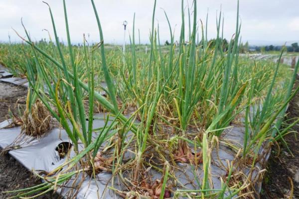 Presiden juga menginstruksikan agar pembangunan Food Estate di Humbang Hasundutan dan Kalimantan Tengah selesai tahun ini