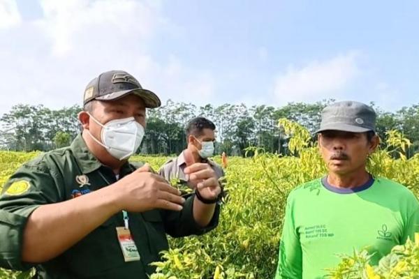 Petani sempat merugi karena rendahnya harga cabai akibat pandemi covid-19 yang terjadi pada bulan Maret s.d September 2020.