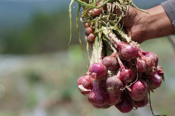 Saat ini Kabupaten Demak menyumbang sekitar tiga persen dari total produksi bawang merah nasional termasuk 0,2 persen untuk produksi cabai besar nasional.