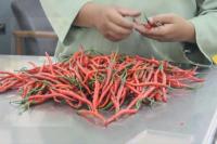 Kementan Klaim Ketersediaan Pangan Selama Puasa dan Lebaran Aman Terkendali